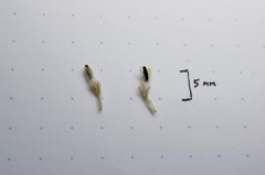 Blepharizonia plumosa