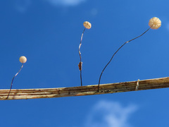 Marasmius limosus
