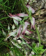 Fumaria purpurea