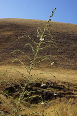 Blepharizonia plumosa