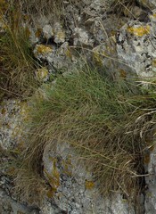 Festuca rubra juncea