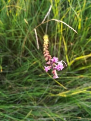 Liatris acidota