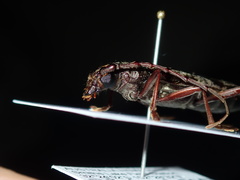 Pachydissus