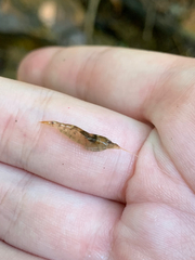 Caridina serrata