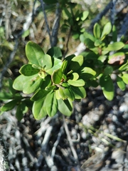 Diospyros dichrophylla