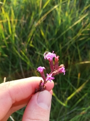 Liatris acidota