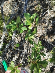 Diospyros dichrophylla