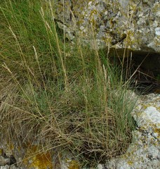 Festuca rubra juncea