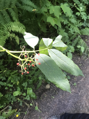 Sambucus racemosa racemosa