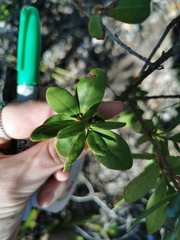 Diospyros dichrophylla