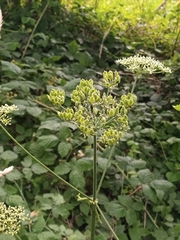 Heracleum sphondylium
