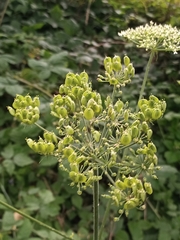Heracleum sphondylium