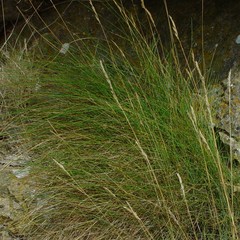 Festuca rubra rubra