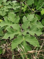 Heracleum sphondylium