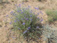 Caryopteris mongholica