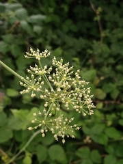 Heracleum sphondylium