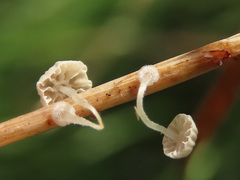 Mycena bulbosa