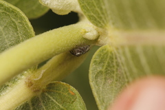 Phidippus insignarius