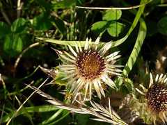 Carlina acaulis