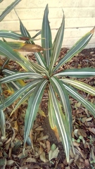 Chlorophytum collinum
