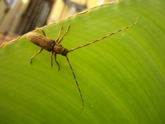 Stenidea annulicornis