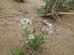 Dontostemon integrifolius
