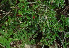 Cotoneaster integrifolius