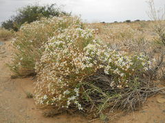 Asterothamnus centrali-asiaticus