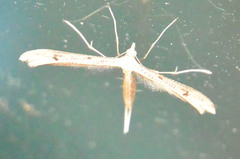 Stenoptilia bipunctidactyla