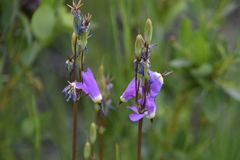 Primula pauciflora pauciflora