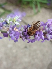 Apis mellifera