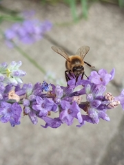 Apis mellifera