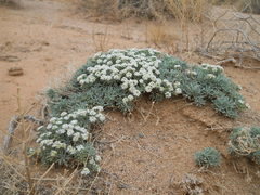 Ptilotrichum canescens