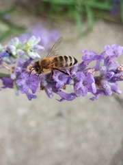 Apis mellifera
