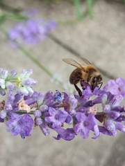 Apis mellifera