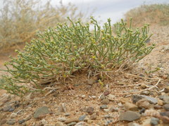 Anabasis brevifolia