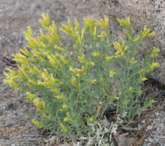 Silene parishii