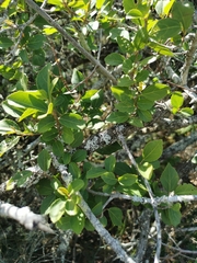 Grewia occidentalis occidentalis