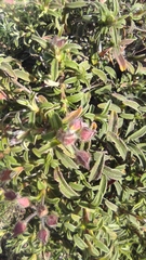 Cistus × skanbergii