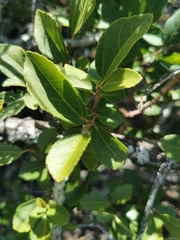 Grewia occidentalis occidentalis