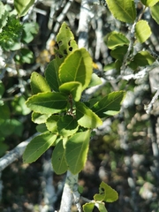 Grewia occidentalis occidentalis