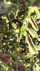 Cistus × skanbergii