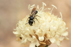 Ceratina cucurbitina