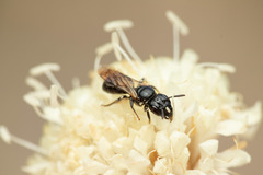 Ceratina cucurbitina