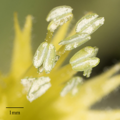 Silene parishii