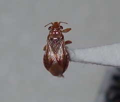 Thaumastocoridae