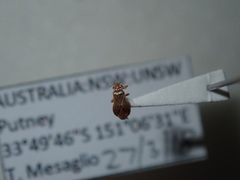 Thaumastocoridae