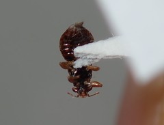 Thaumastocoridae