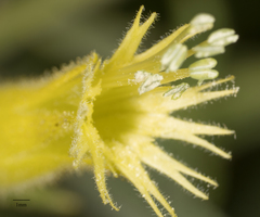 Silene parishii