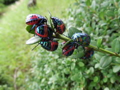 Poecilocoris splendidulus